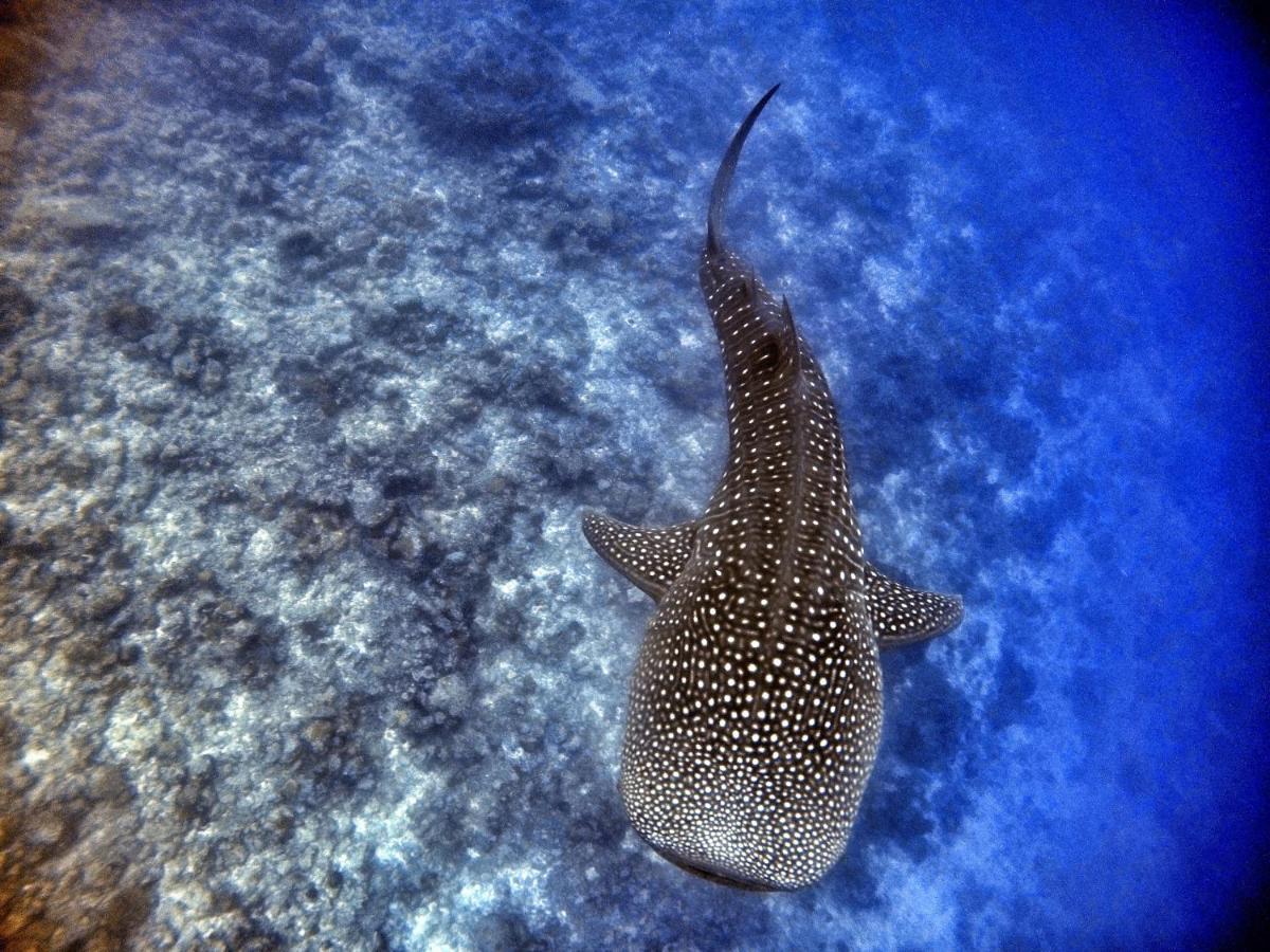 Athiri Beach Maldives Dhigurah  Luaran gambar