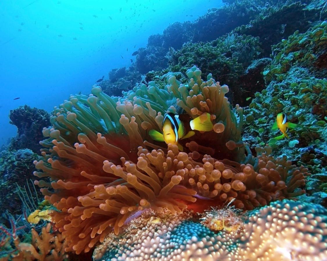 Athiri Beach Maldives Dhigurah  Luaran gambar